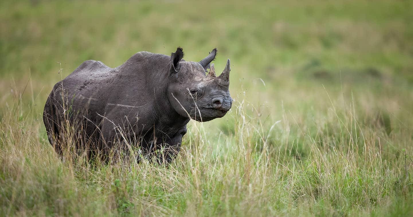 black rhinoceros masai mara wildlife