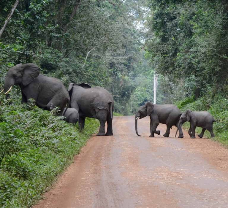 elephanst crossing the road at Kibale