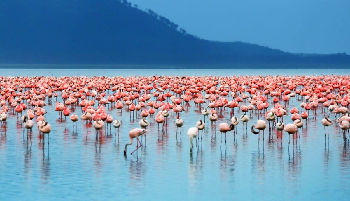 flamingo Lake Nakuru National Park kenya