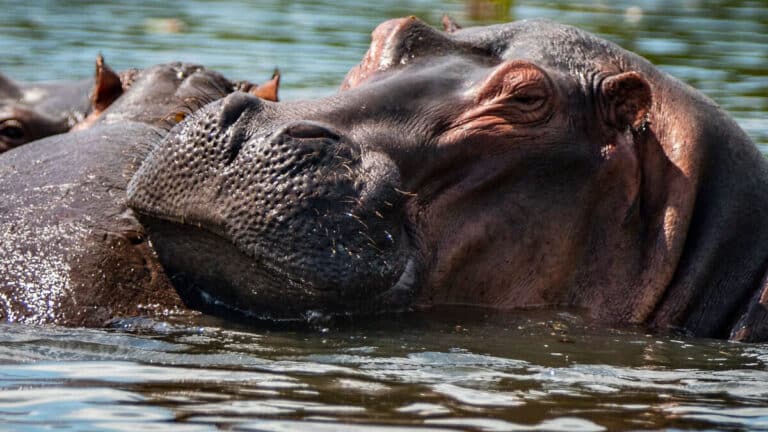 hippos in lake Mburo national park 3 1200x675