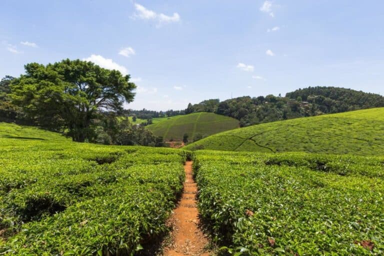 kiambethu tea farm5