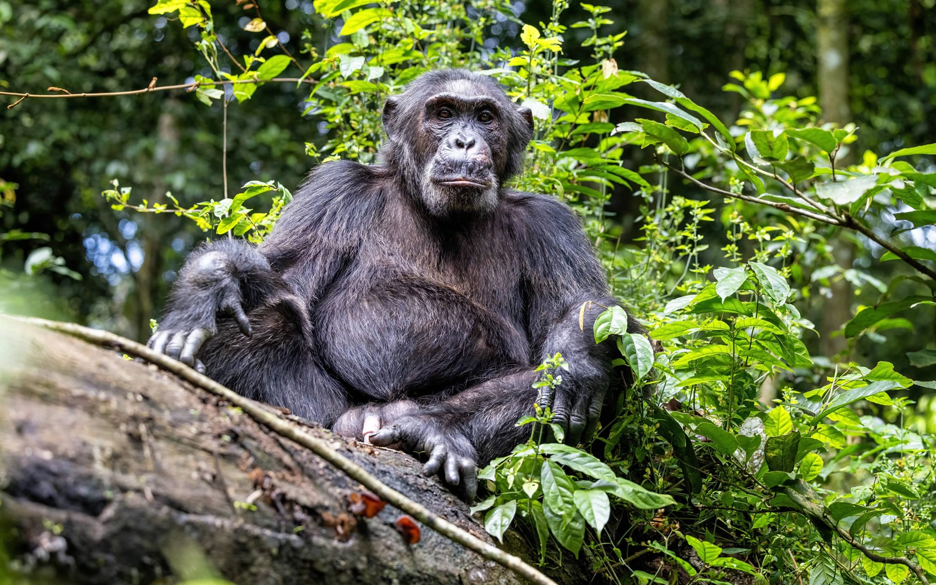 kibale national park banner