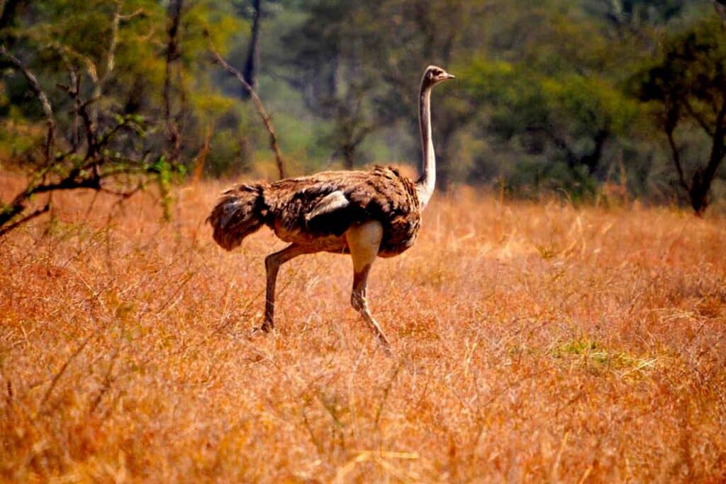 kidepo valley national park