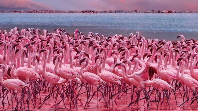 lake baringo 1200x675