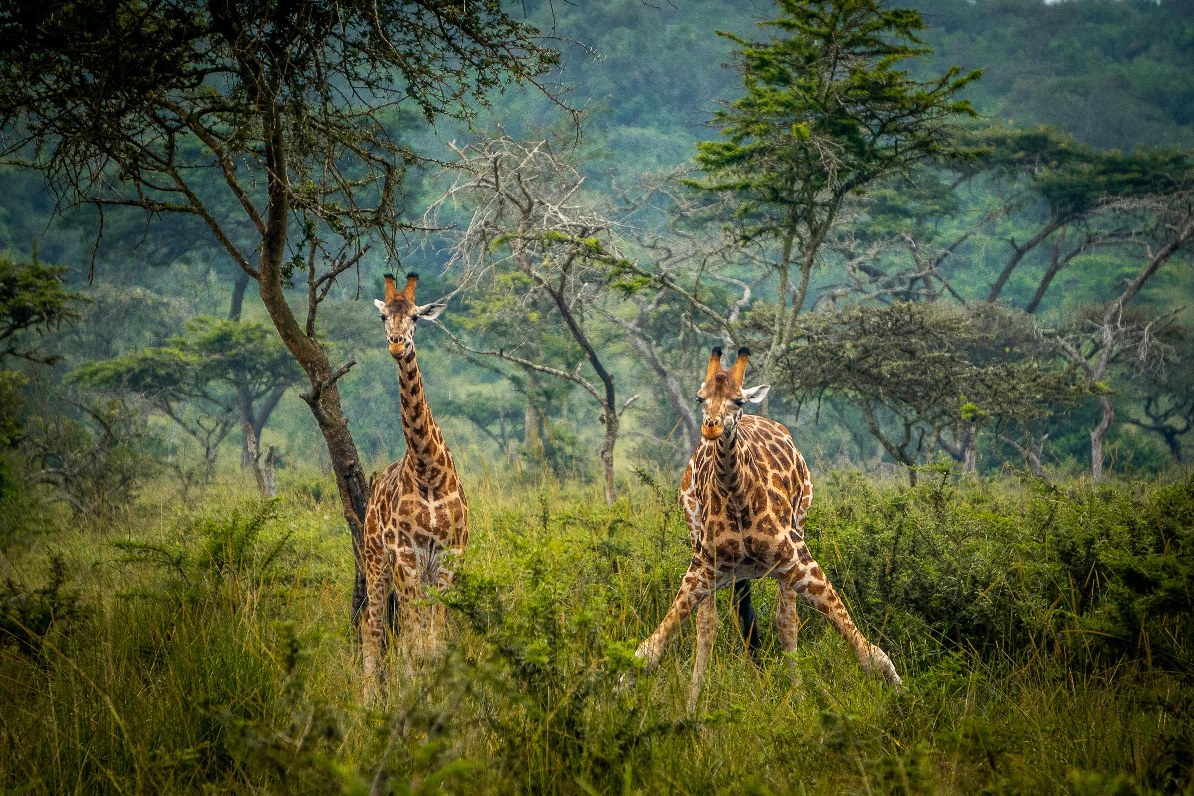 lake mburo national park giraffes