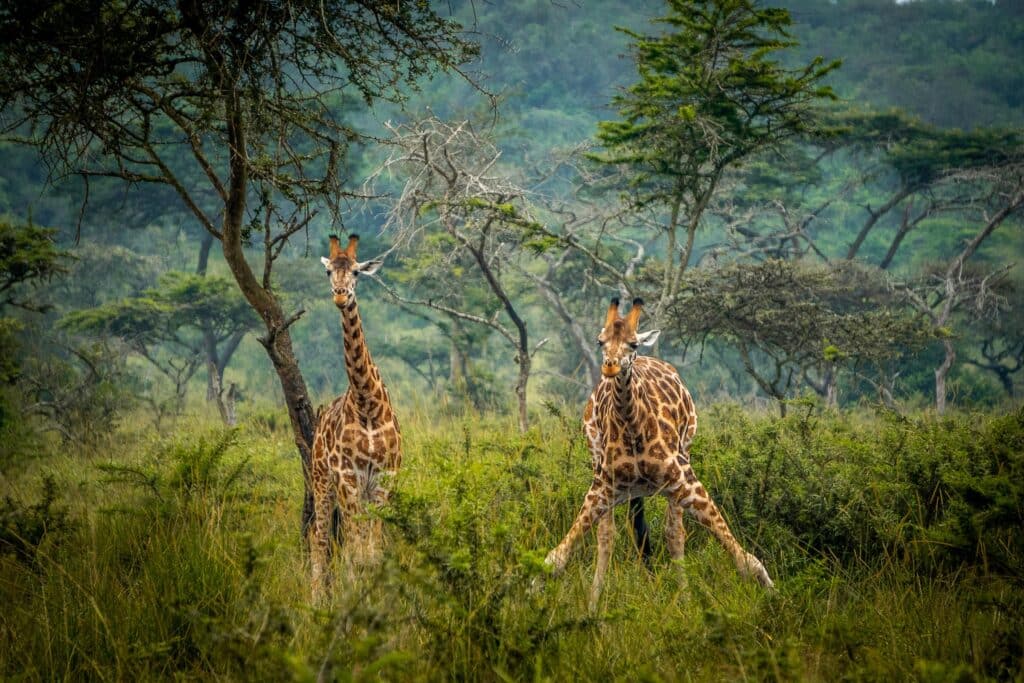 lake mburo national park giraffes