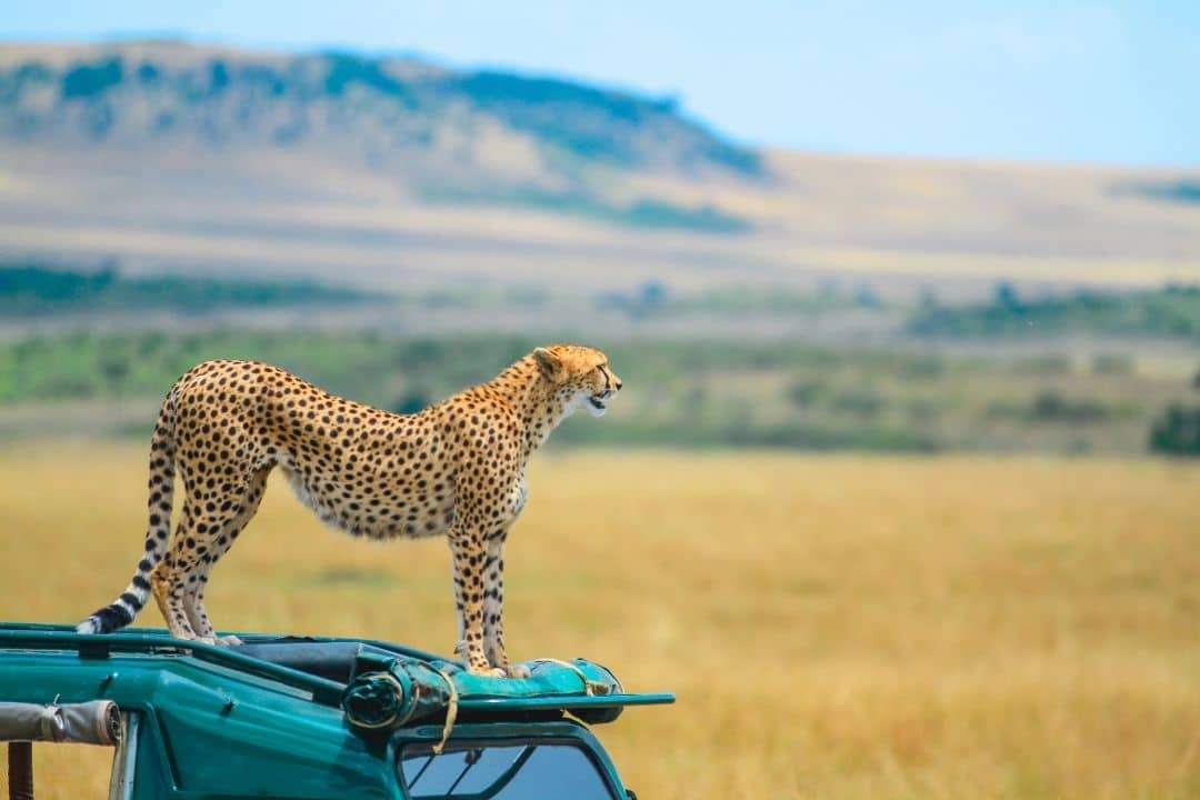 maasai mara2