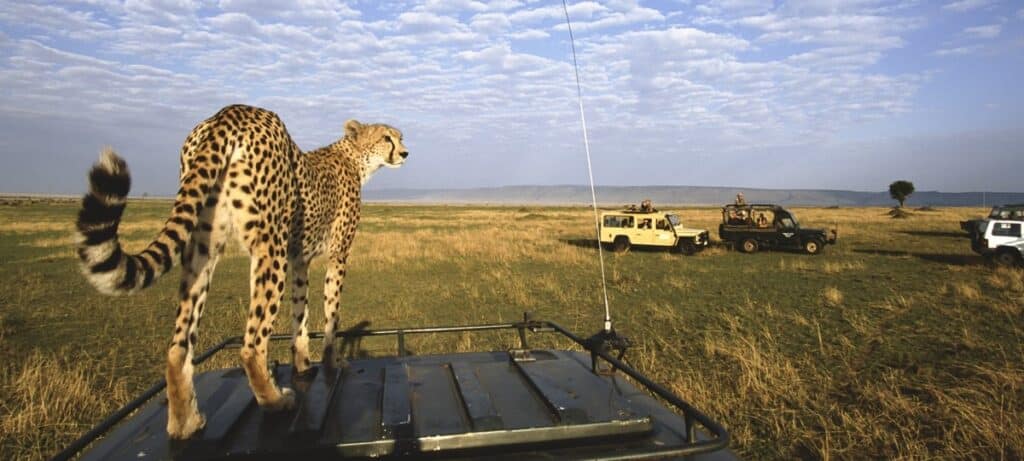maasai mara3