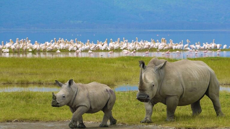 nakuru national park