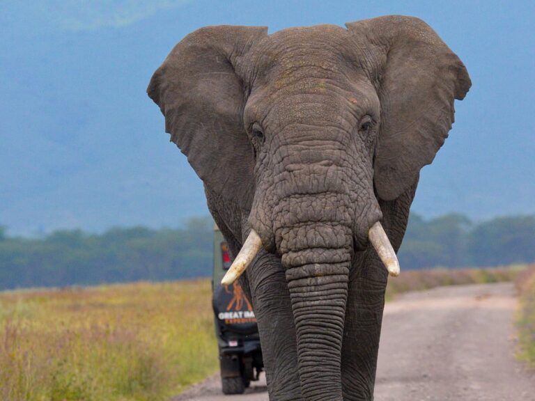 ngorongoro crater tanzania (2)