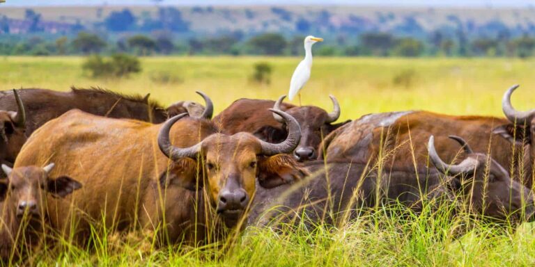 northern queen elizabeth national park 3