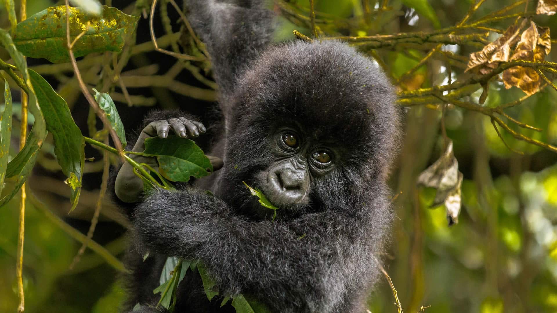 packages 4days uganda gorilla trekking