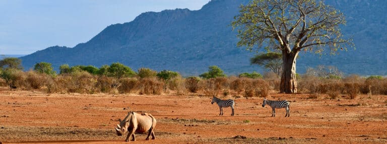 rhino scenery tree tsavo west national park