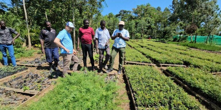siayakenya breaking the barriers of trees farming
