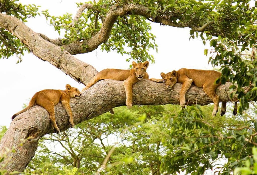 tree climbing lions ishasha
