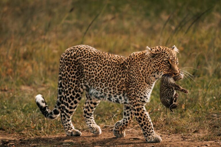 tsavo west national park