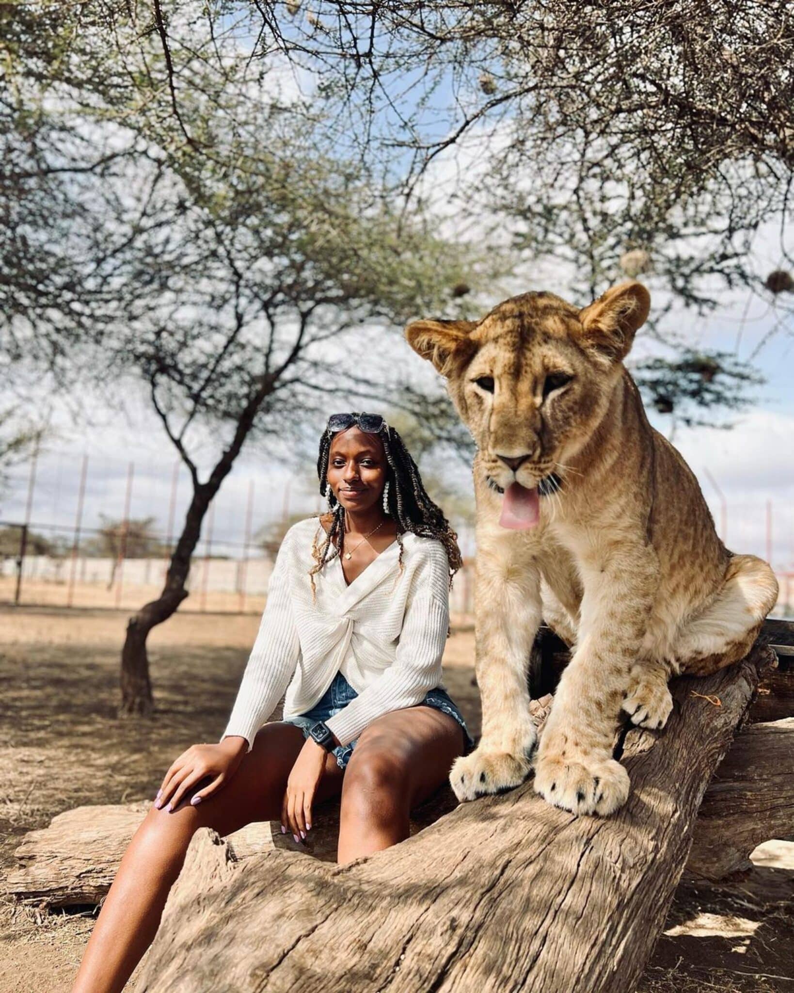 serval wildlfie lion scaled