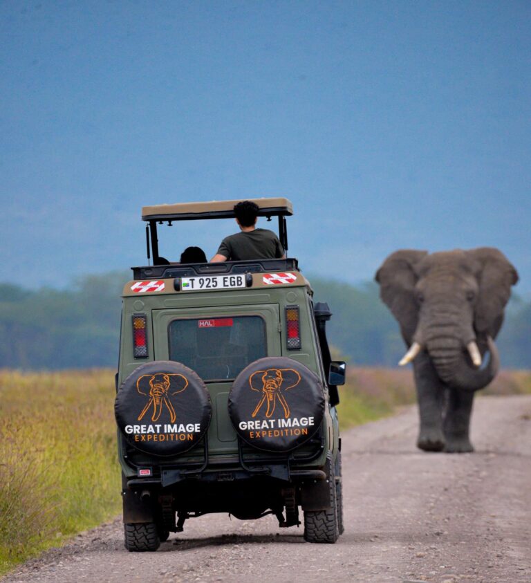 great image expedition safari jeep elephant encounter
